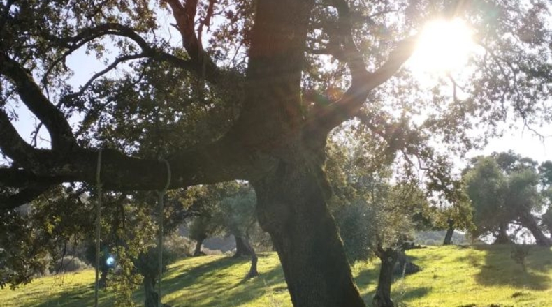 Cádiz - El Bosque - 25000m2