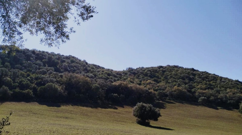 Cádiz - El Bosque - 25000m2