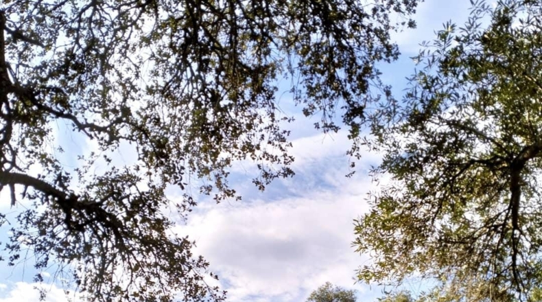 Cádiz - El Bosque - 25000m2