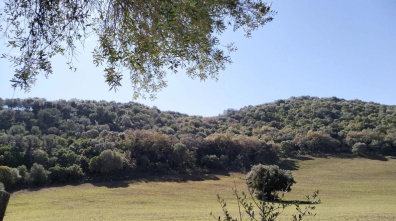 Cádiz - El Bosque - 25000m2