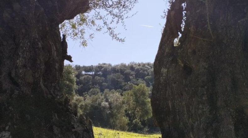 Cádiz - El Bosque - 25000m2