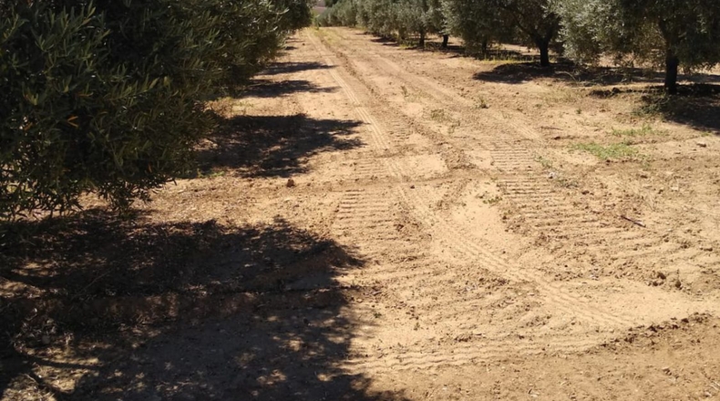 Cádiz - Arcos de la Frontera - 125000m2