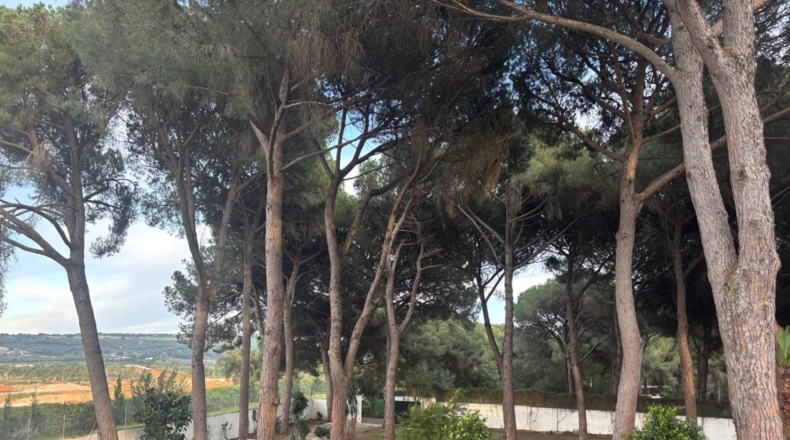 Cadiz - Arcos de la Frontera - 9000m2