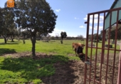 Rural estate for sale in El Escorial ref: TR306743 photo