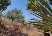 Casa de camp amb terreny en venda a Vélez-Málaga ref.: TR261539 foto