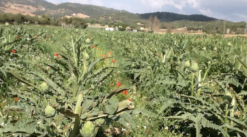 Granada - Ventas de Zafarraya - 50000m2