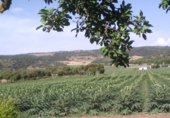 Загородный дом с участком на продажу в городе Alhama de Granada. Фото