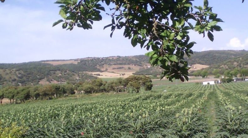 Granada - Ventas de Zafarraya - 50000m2