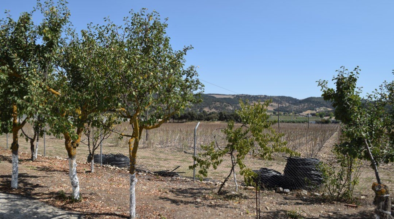 Granada - Ventas de Zafarraya - 50000m2
