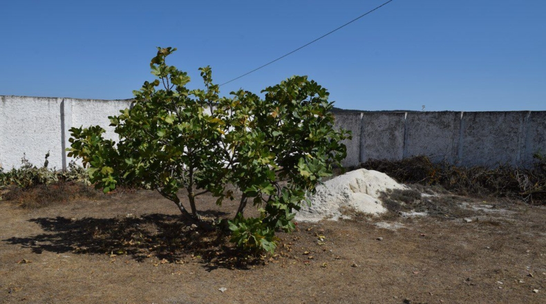 Granada - Ventas de Zafarraya - 50000m2