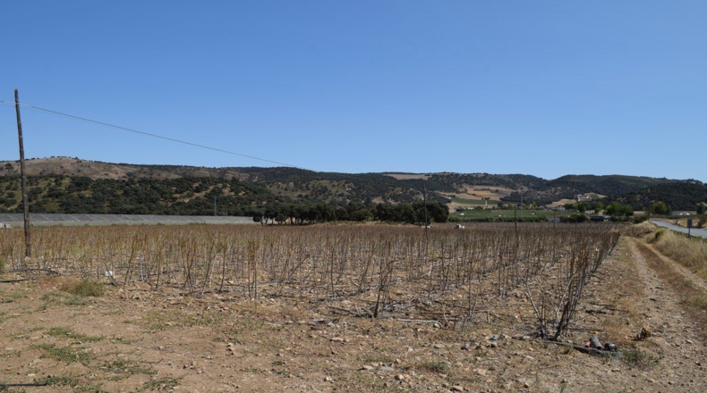 Granada - Ventas de Zafarraya - 50000m2