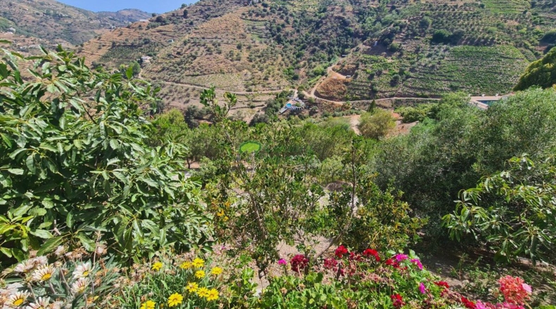Málaga - Cómpeta - 10191m2
