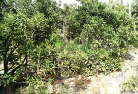 Torrox Park 1187&nbsp;m² 