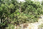 Vil·la amb terreny en venda a Torrox Park ref.: TR379620 foto