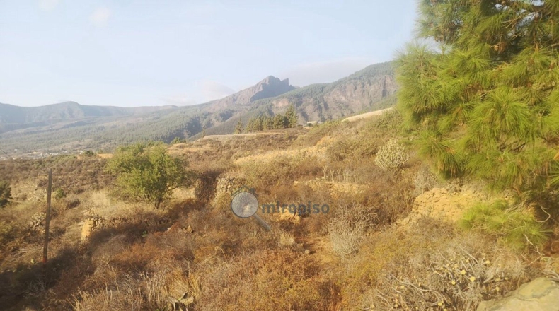 Santa Creu de Tenerife - Arafo - 3800m2