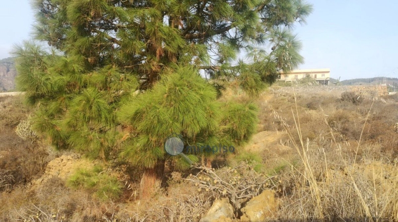 Santa Creu de Tenerife - Arafo - 3800m2