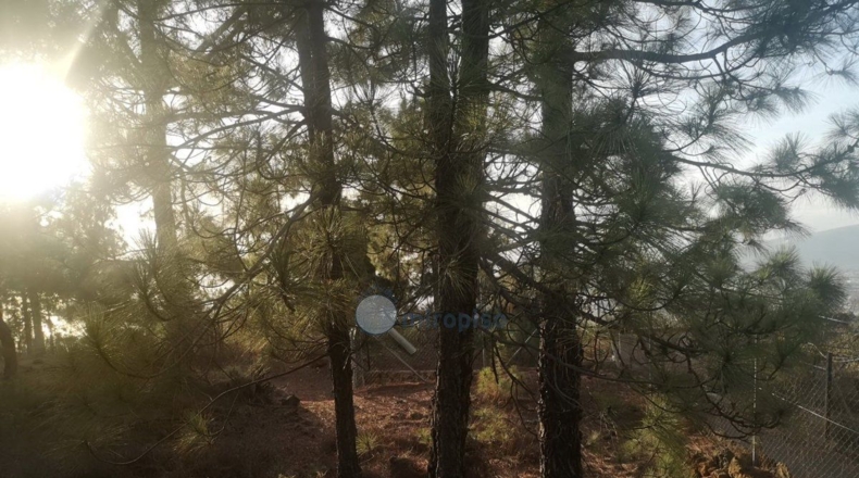 Santa Creu de Tenerife - Arafo - 10986m2