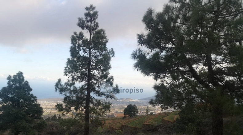Santa Creu de Tenerife - Arafo - 10986m2