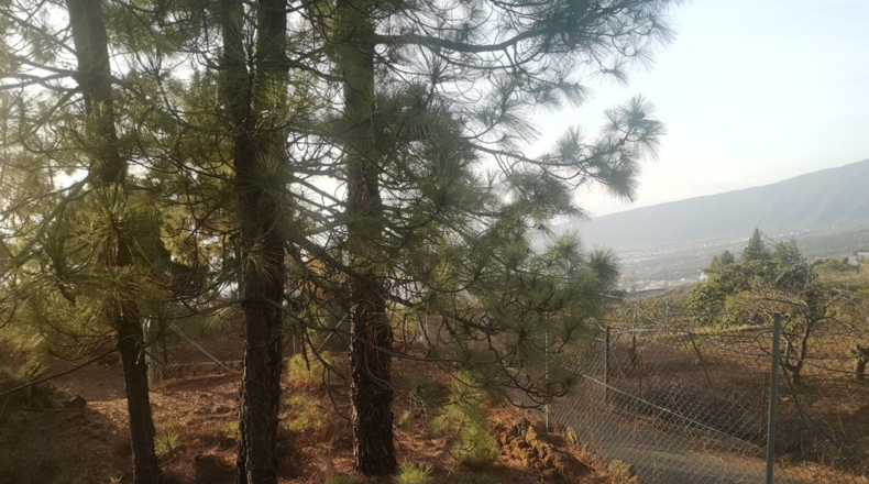 Santa Creu de Tenerife - Arafo - 10986m2