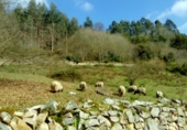 Finca rústica en venta en Llanes ref: TR191584 foto