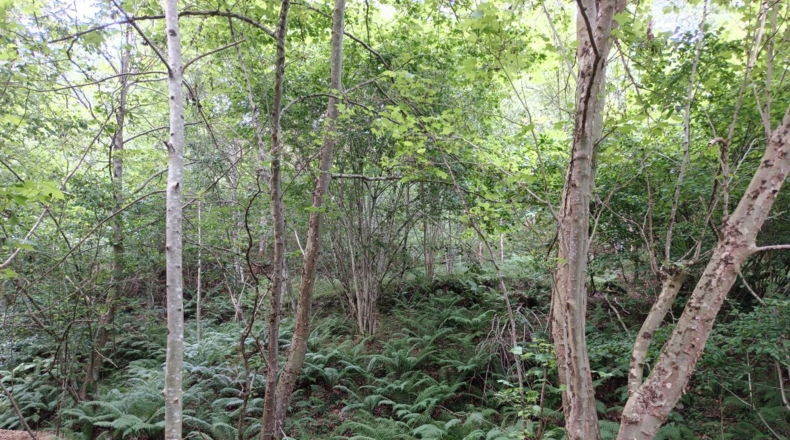 Astúries - Puertas - 10400m2