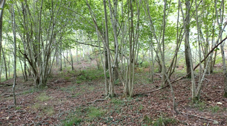 Astúries - Puertas - 10400m2