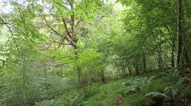Astúries - Puertas - 10400m2