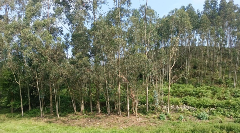Astúries - Porrúa - 11255m2