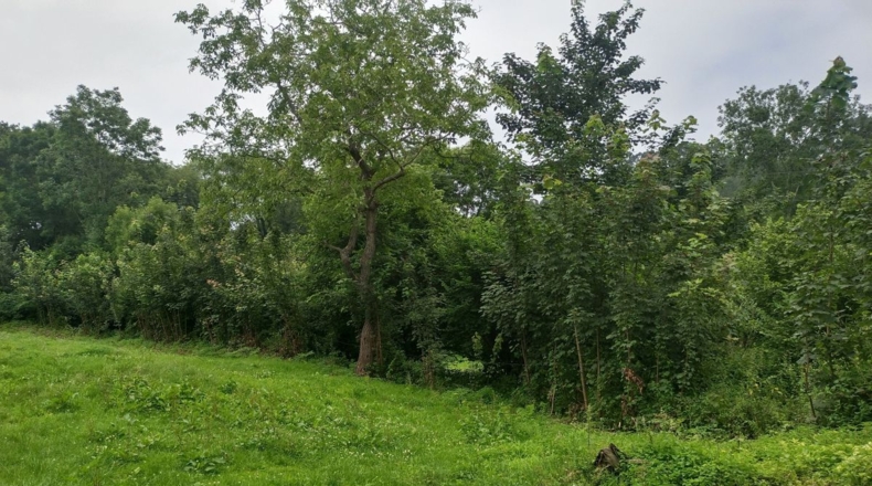 Asturias - Soberrón - 1180m2