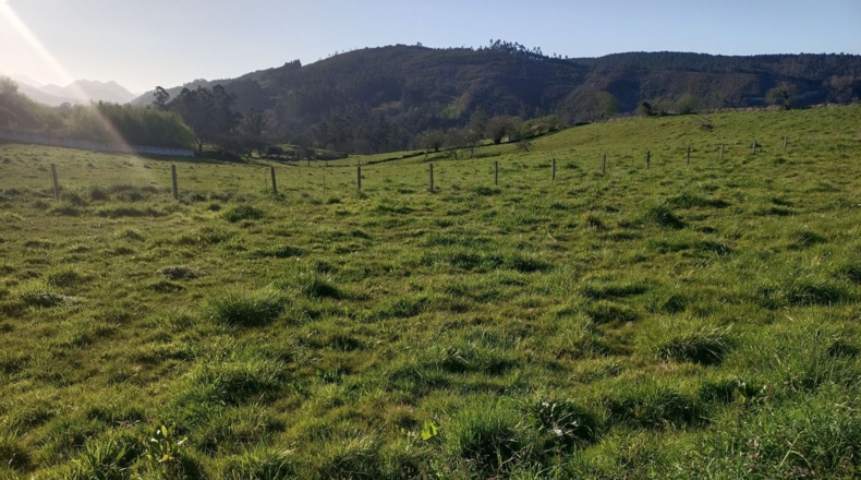 Asturias - Vilde - 990m2