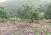 Finca rústica en venta en la España, Llanes, ref: TR307570 foto