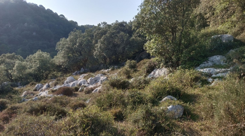 Asturias - Asiego - 7265m2