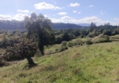 Finca rústica en venda a la España, Pimiango, ref.: TR341252 foto