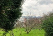 Terreny no urbanitzable en venda a Ferrol ref.: TR21776 foto