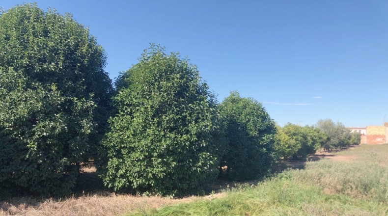 Castellón - Les Alqueries - 1662m2