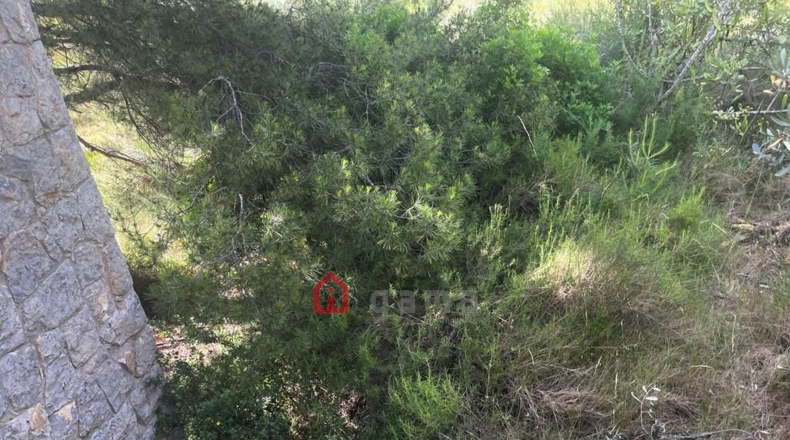 Castellón - Castelló de la Plana - 564m2