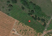 Finca rústica en venda a la España, Castelló de la Plana, ref.: TR188463 foto