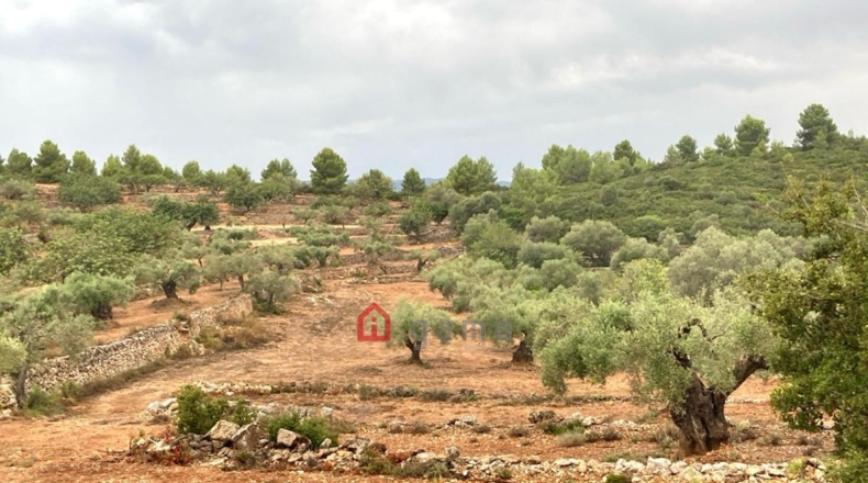 Castellón - Vall d'Alba - 42000m2