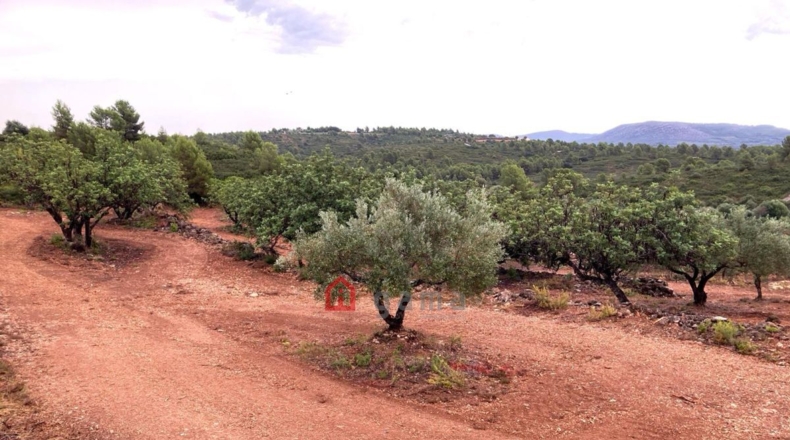 Castellón - Vall d'Alba - 42000m2