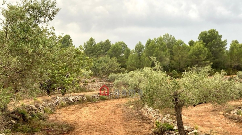 Castellón - Vall d'Alba - 42000m2