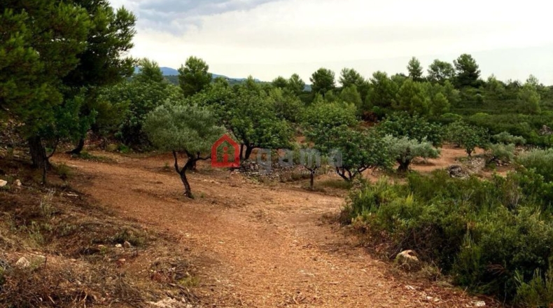 Castellón - Vall d'Alba - 42000m2