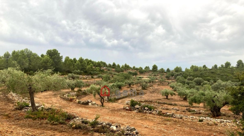 Castellón - Vall d'Alba - 42000m2