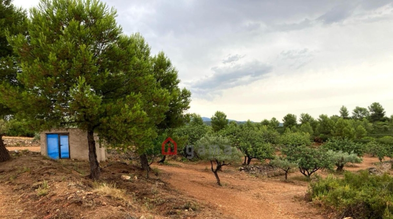 Castellón - Vall d'Alba - 42000m2