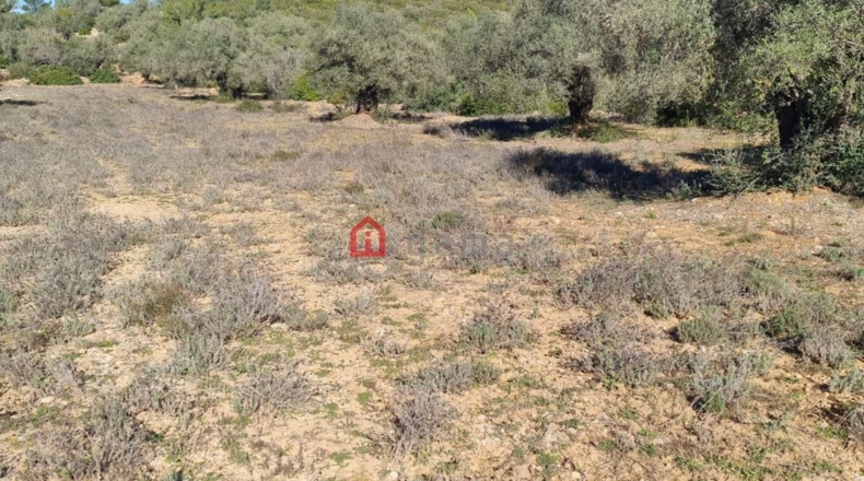 Castellón - Vall d'Alba - 42000m2