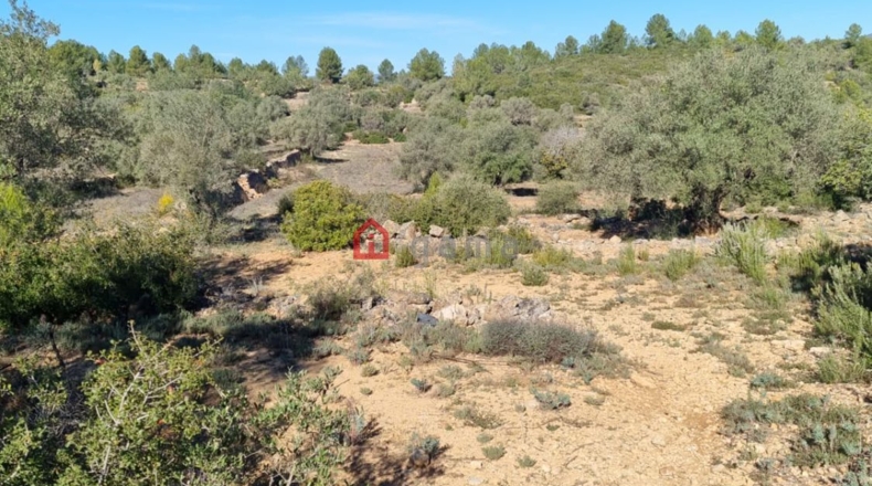 Castellón - Vall d'Alba - 42000m2