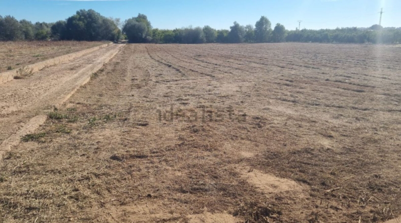 Castellón - Burriana - 12000m2