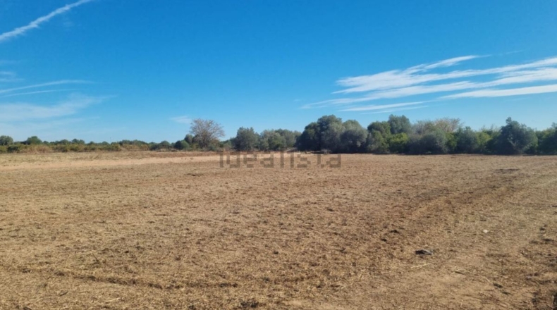 Castellón - Burriana - 12000m2