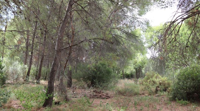Castellon - Benicasim - 3707m2