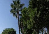 Vil·la amb terreny en venda a Marbella ref.: TR252025 foto