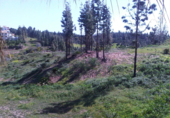 Terreny no urbanitzable en venda a Mijas ref.: TR15656 foto